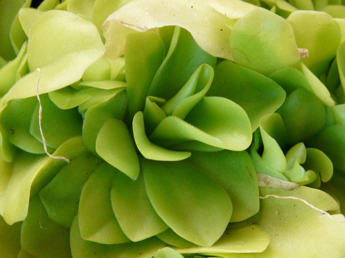 Las plantas carnívoras comen insectos y pequeñas arañas.
