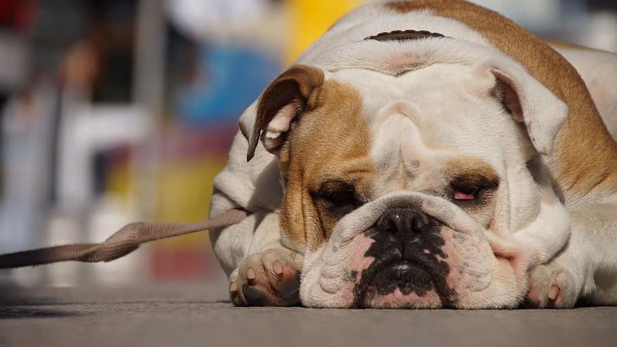 Bulldog inglés: una de las razas de perros más exclusivas.