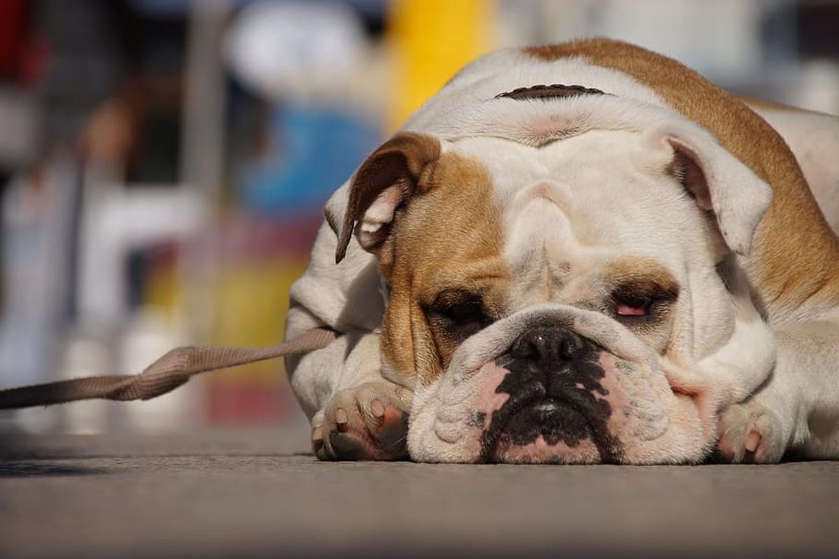 Bulldog inglés: una de las razas de perros más exclusivas.