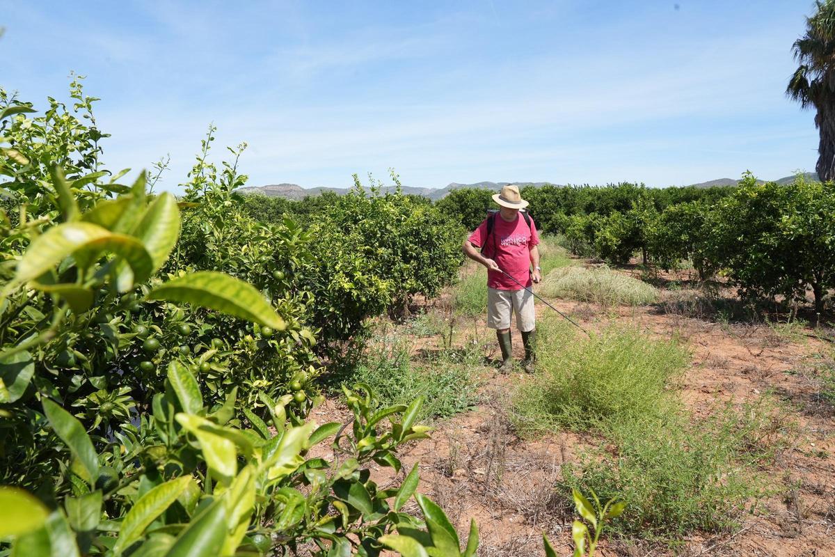 Un agricultor, durante las labores de cuidado de una finca de cítricos en la partida Benadresa, de Castelló.