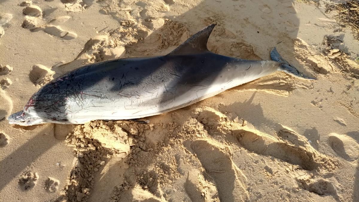 Uno de los delfines listados, en la playa tras morir