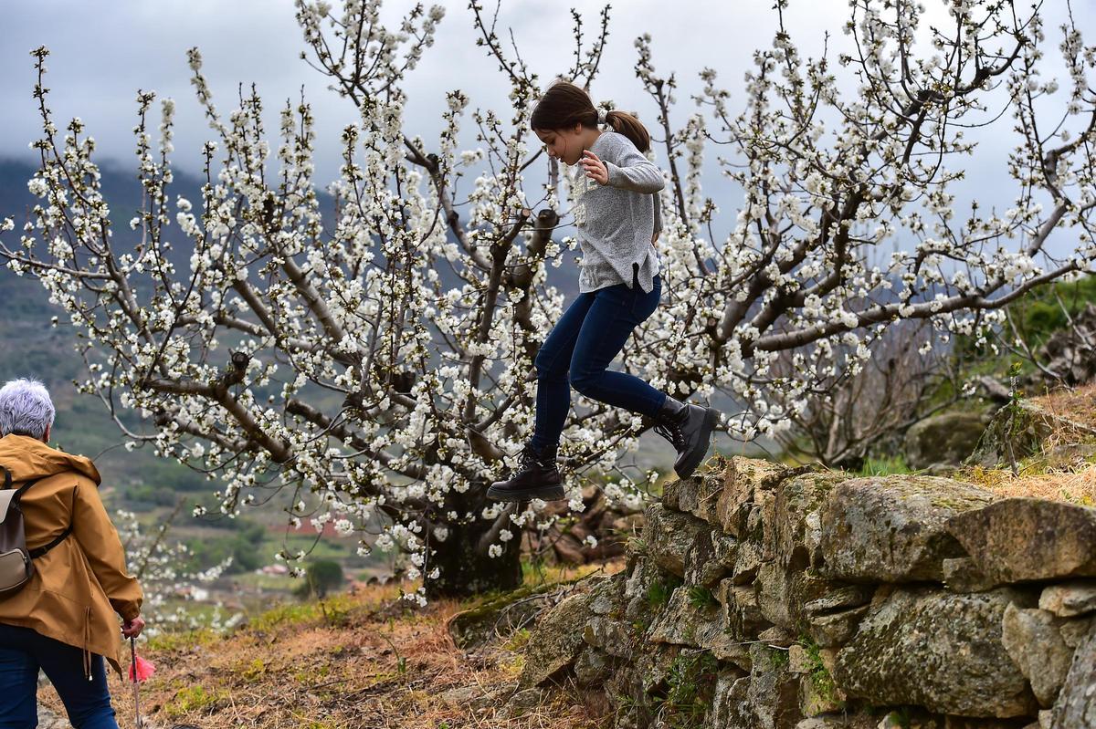 GALERÍA | El Jerte empieza a florecer GALERÍA | El Jerte empieza a florecer