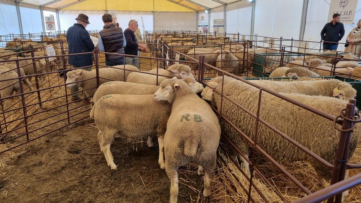 Ovinos en una anterior edición de la Feria de Albalá.
