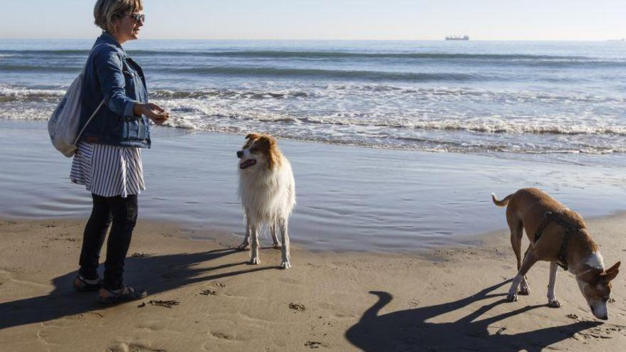 Castellón abre la playa para perros