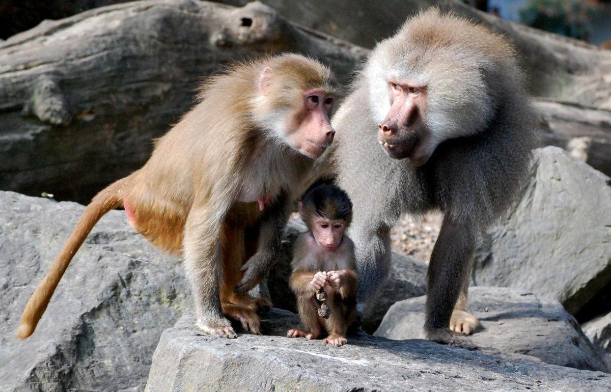 Hembra, macho y cría de babuino hamadríade.