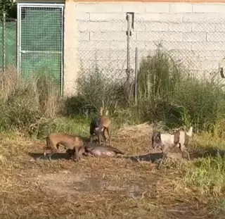 Tres perros peligosos que andan sueltos atemorizan a los vecinos de Los Garres