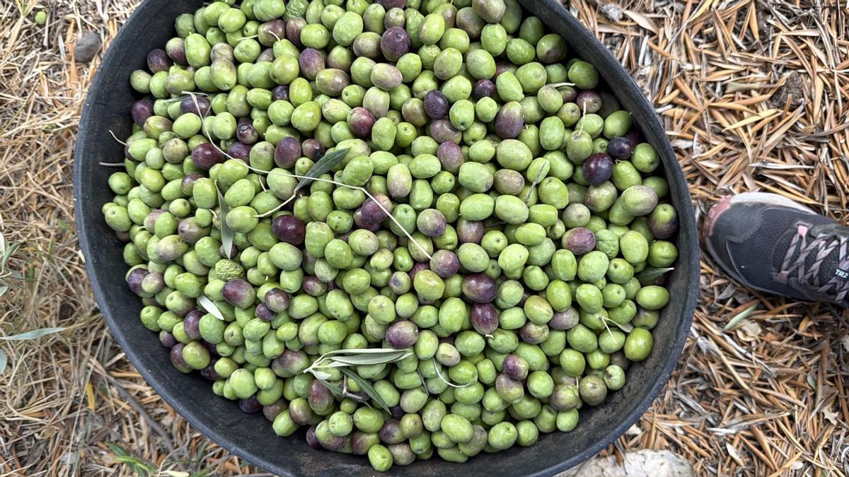 Cosecha de aceitunas de un agricultor santaluceño.