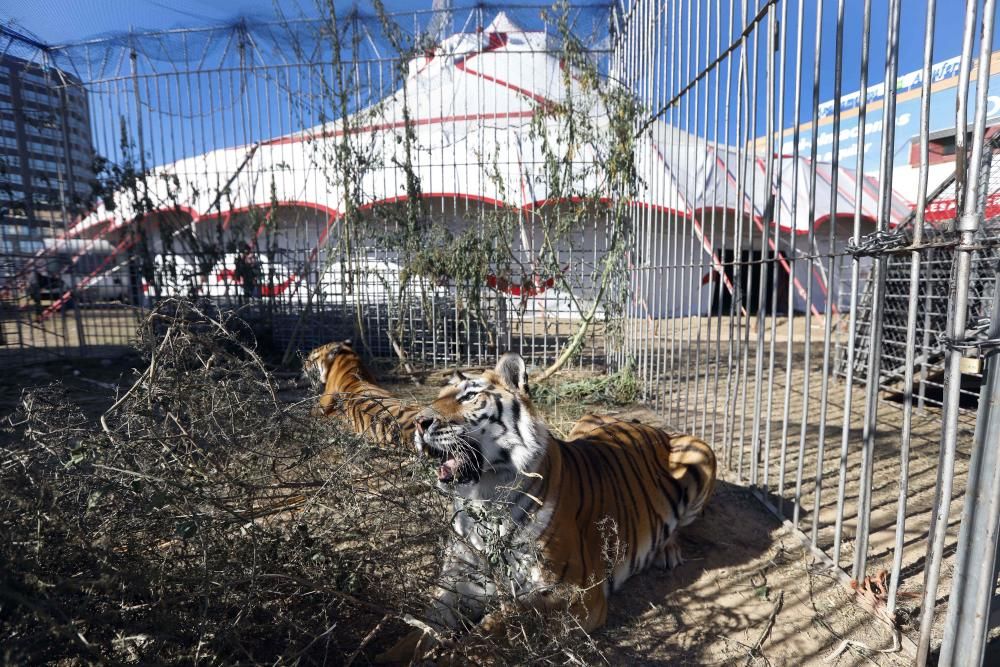 Un circo con animales en Alfafar, el único en la Comunitat