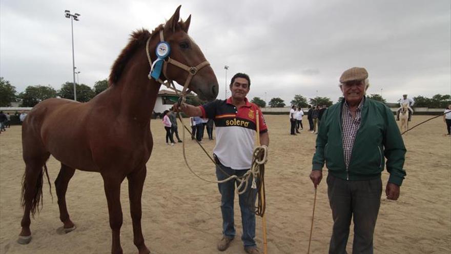 Unos 30 caballos participan en la sexta edición de la feria equina, mular y asnal