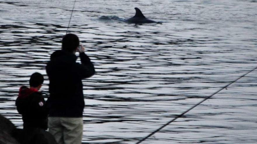 Un delfín abandona la dársena de Vilanova en presencia de un pescador deportivo y su hijo. // I. Abella