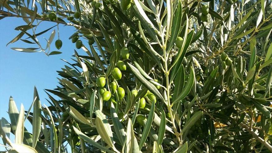 Alerta ante la llegada a la Península de la gran amenaza para el olivar de Andalucía