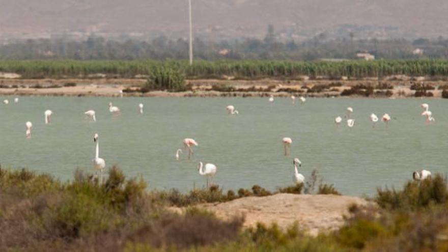 Los niveles de agua constantes en las Salinas de Santa Pola provocan que la villa marinera sea una de las zonas preferidas por los flamencos en la Comunidad Valenciana.