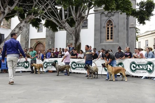 Celebración del I Certamen Nacional de perro ...