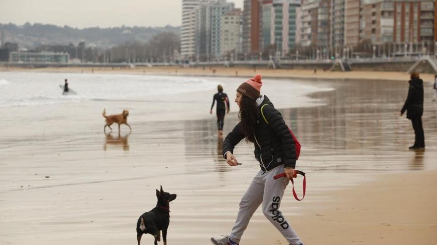 Usuarios de la playa de San Lorenzo con perros