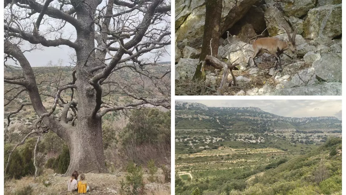El bosque 'encantado' de Castellón que debes conocer esta primavera