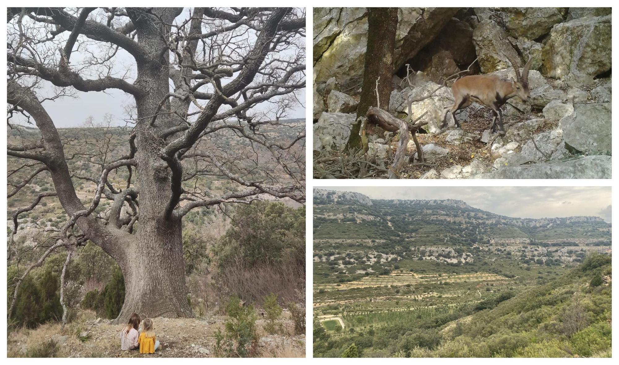 Las mejores imágenes del Barranc dels Horts, un tesoro natural en el corazón de Castellón