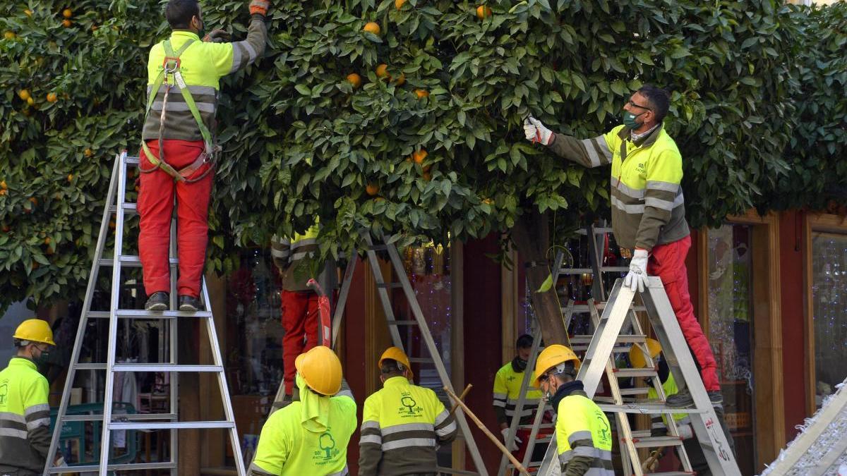 Comienza la retirada de frutos de los 15.000 naranjos urbanos de Murcia