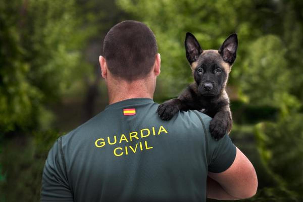 Los perros del Centro de Adiestramiento de la Guardia Civil acompañarán las Fiestas de El Prado