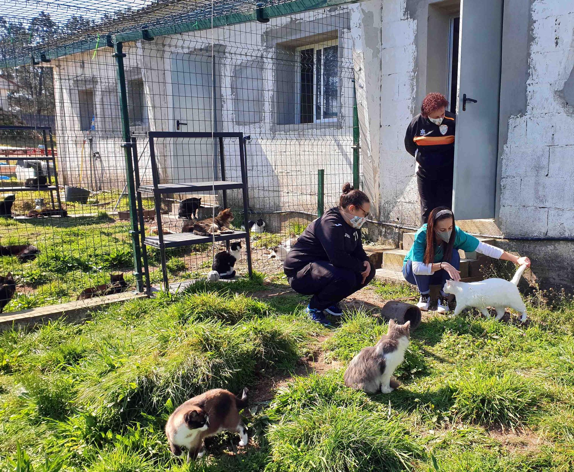 Refugio de Proyecto Gato