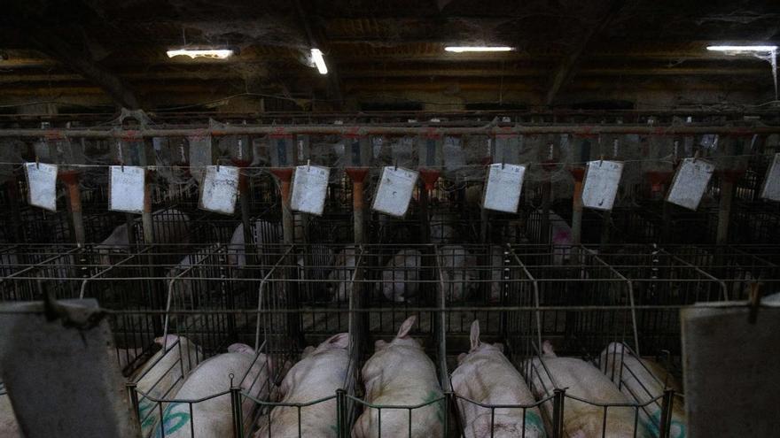 Fundación Igualdad Animal denuncia maltrato animal en varias granjas de Aragón.