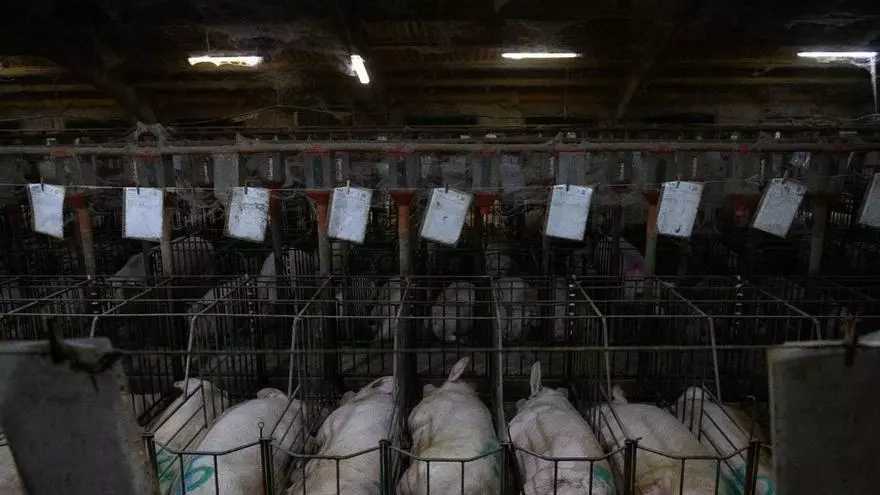 Fundación Igualdad Animal denuncia maltrato animal en varias granjas de Aragón.