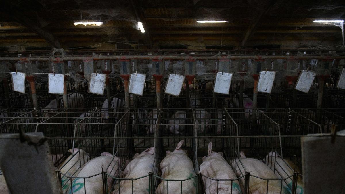 Fundación Igualdad Animal denuncia maltrato animal en varias granjas de Aragón.