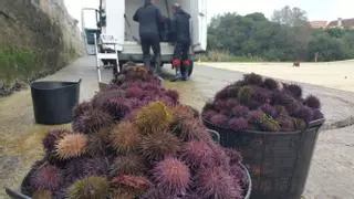 El erizo de mar se abre camino en Galicia