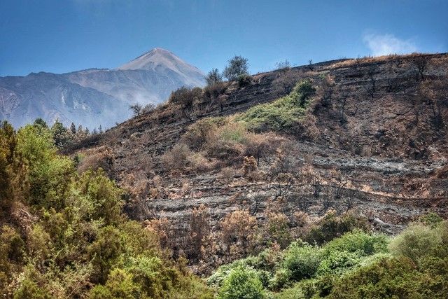 Zonas arrasadas por el incendio en el Norte de Tenerife