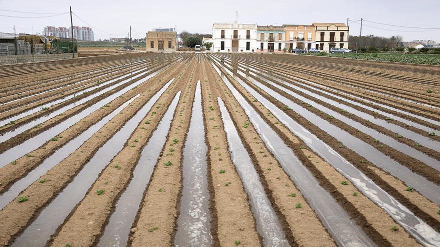 La Albufera genera un sistema de riego por gravedad a miles de hanegadas de arroz y huerta.