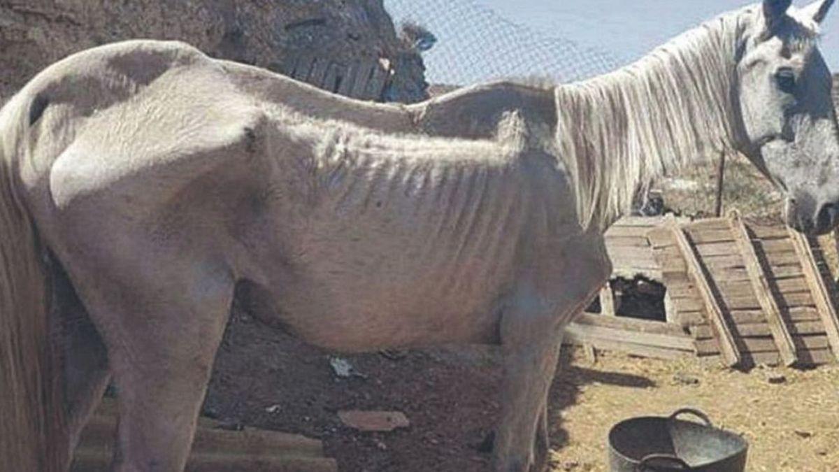 La Guardia Civil se encontró en este estado al caballo.