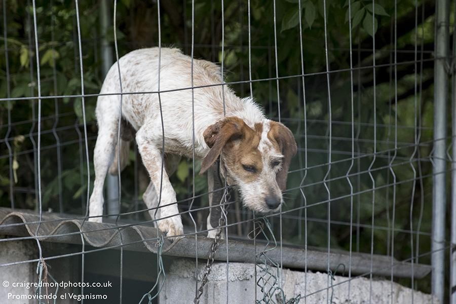 La asociación Promoviendo el Veganismo denuncia casos de maltrato a perros de caza en el Pirineo