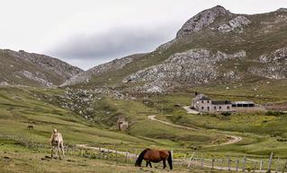 La cabaña ganadera de Mieres crece, con 2.000 reses, pese al éxodo rural