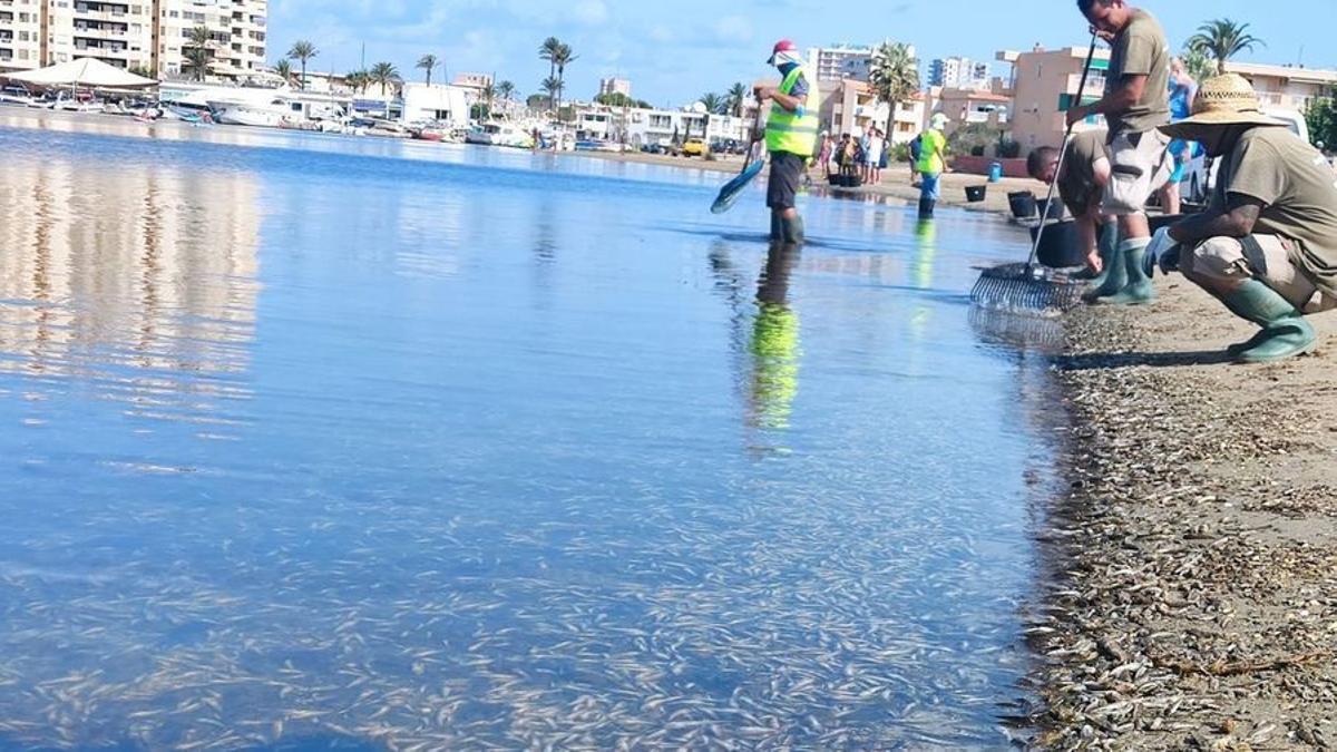 Un manto de peces muertos cubre la playa de La Gola este viernes. / URQUÍZAR