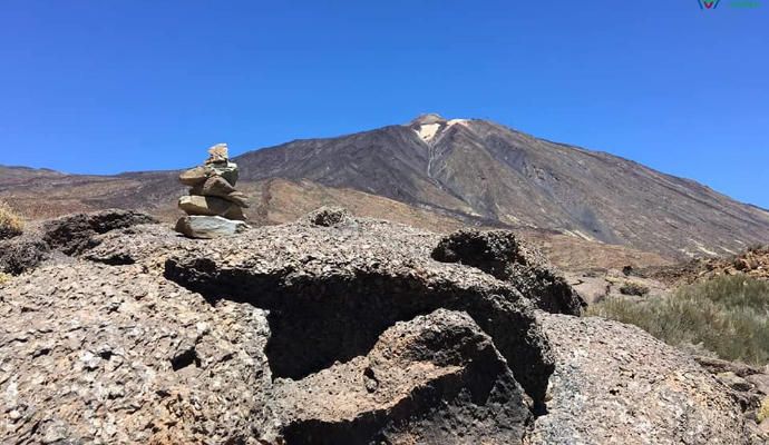 Tonguitas de berolos en el Parque Nacional del Teide.