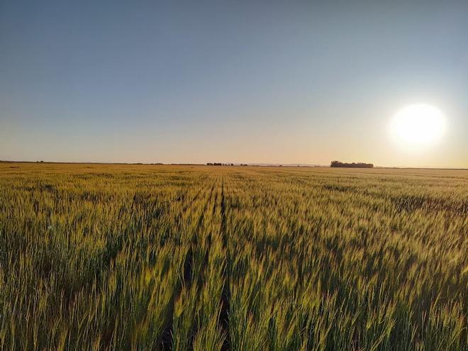 La Comisión da luz verde a 500 millones en ayudas del gobierno a los agricultores por el aumento de los costes de los fertilizantes