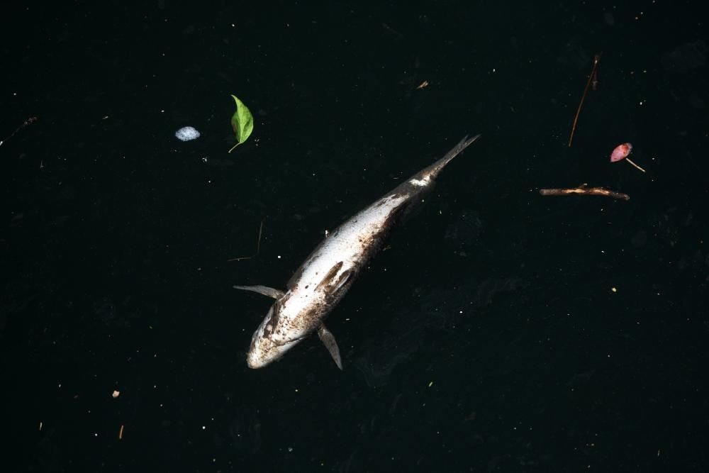 Aparecen peces muertos flotando en el río Lérez