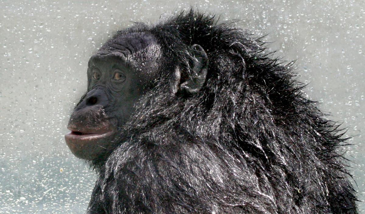 Kanzi, fallecido en marzo 2025, mirando por encima del hombro después de una ducha en 2005.