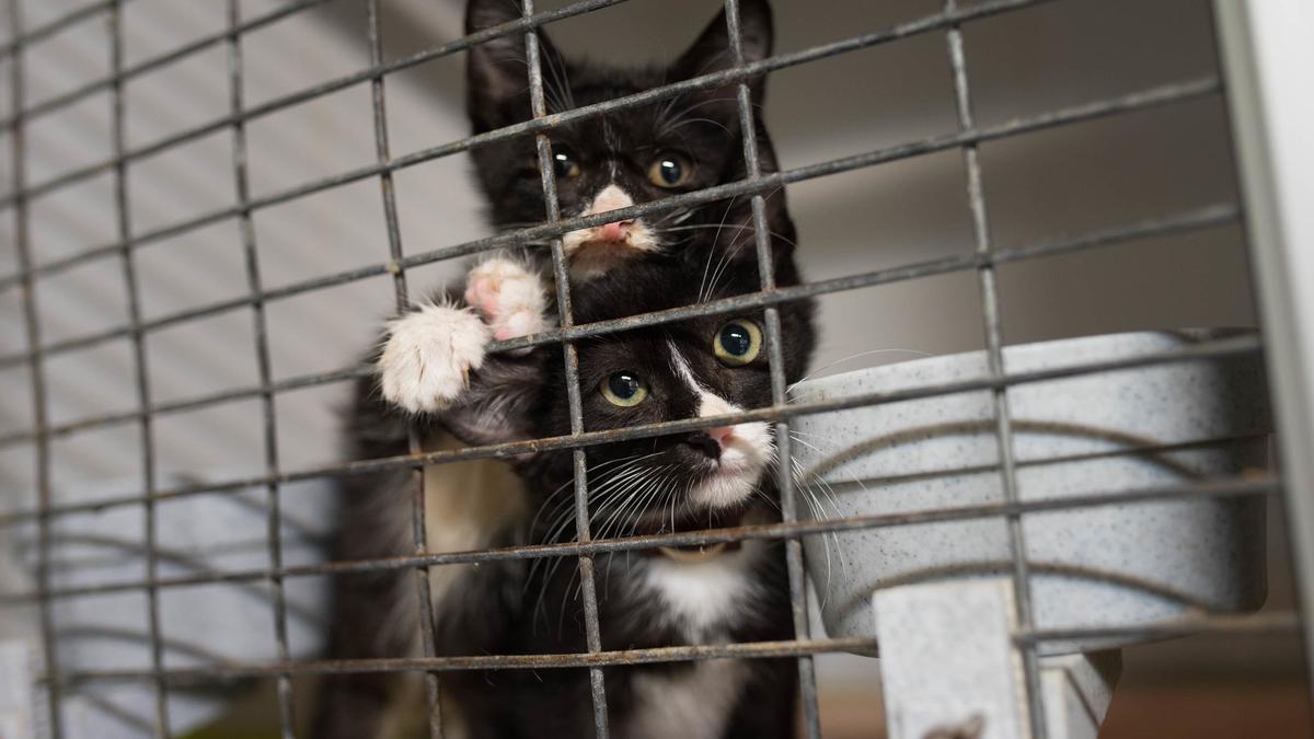 Dos gatos acogidos en el centro de Puerto de la Cruz, en una imagen de archivo.