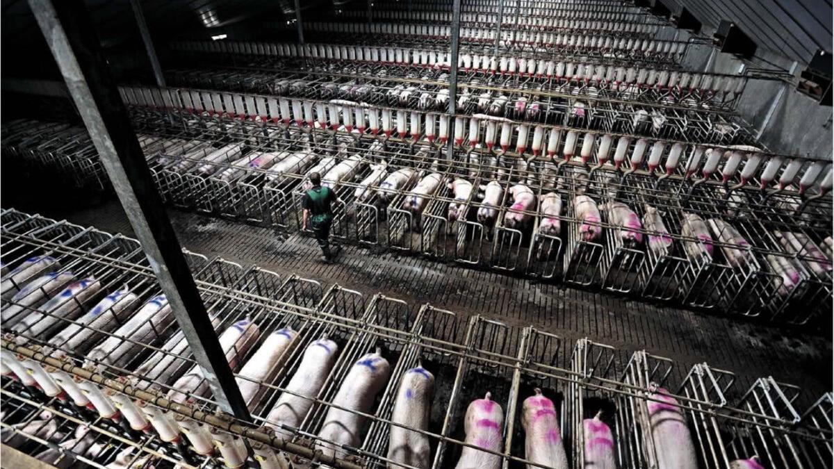 Sustituir la mitad del consumo de carne y leche reduciría un 31% las emisiones