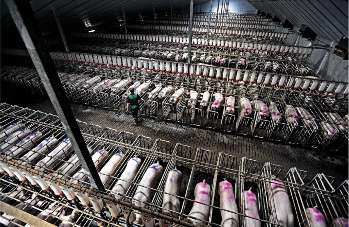 Sustituir la mitad del consumo de carne y leche reduciría un 31% las emisiones Sustituir la mitad del consumo de carne y leche reduciría un 31% las emisiones