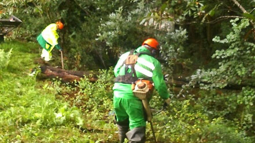 Operarios realizan trabajos de limpieza de la ribera del Rons.