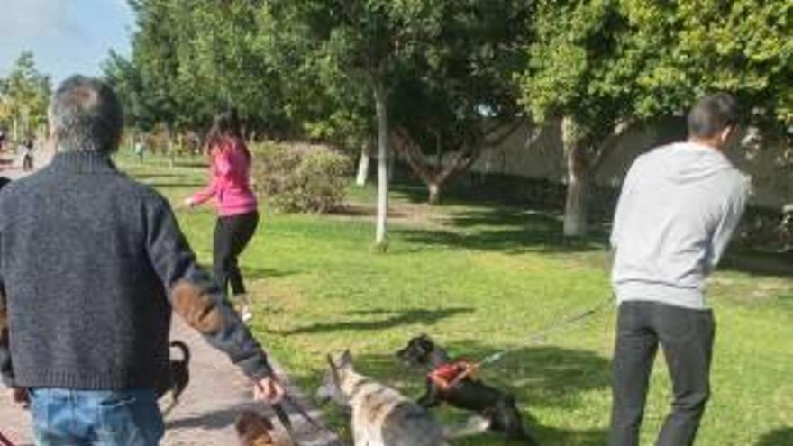 Varios animales de compañía en una zona verde de Elche.