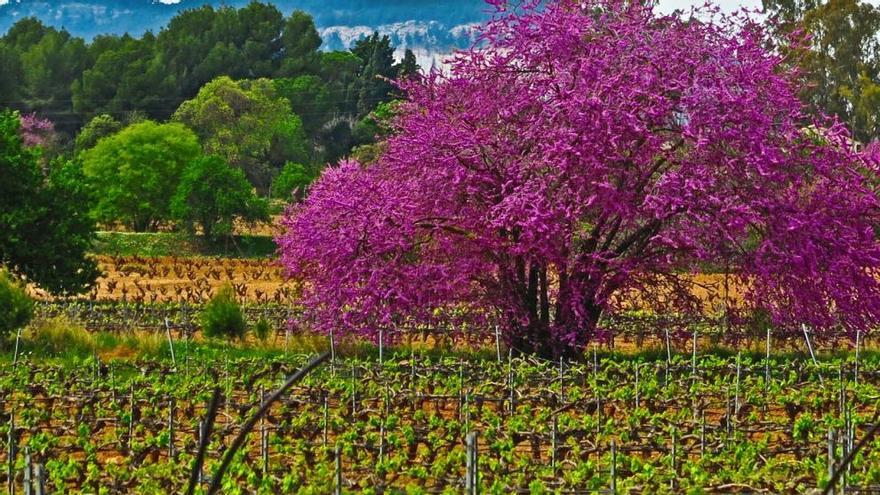 El Árbol del Amor se puede disfrutar en Bullas