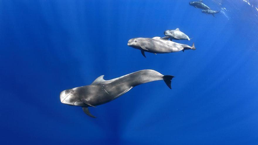 Cuando el mar cobra vida: descubre el ballet acuático de ballenas y delfines en Tenerife