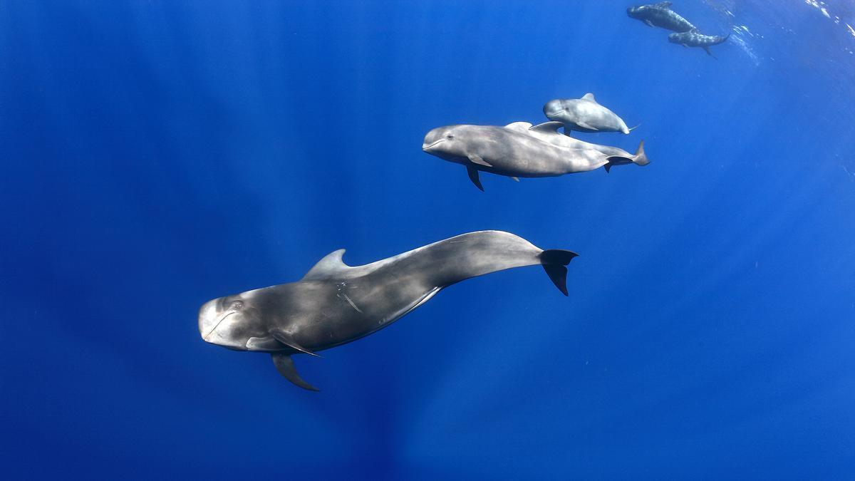 La costa suroeste está considerada como uno de los mejores zonas del mundo para ver cetáceos