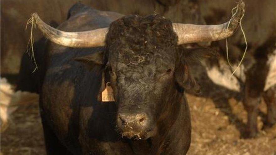 Muere un joven de 19 años corneado en los toros en unas fiestas de Castellón