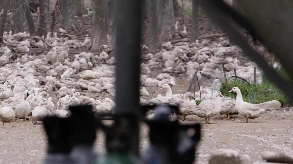 Una imagen de una explotación de patos de Girona afectada en 2017 por un brote de gripe aviar.