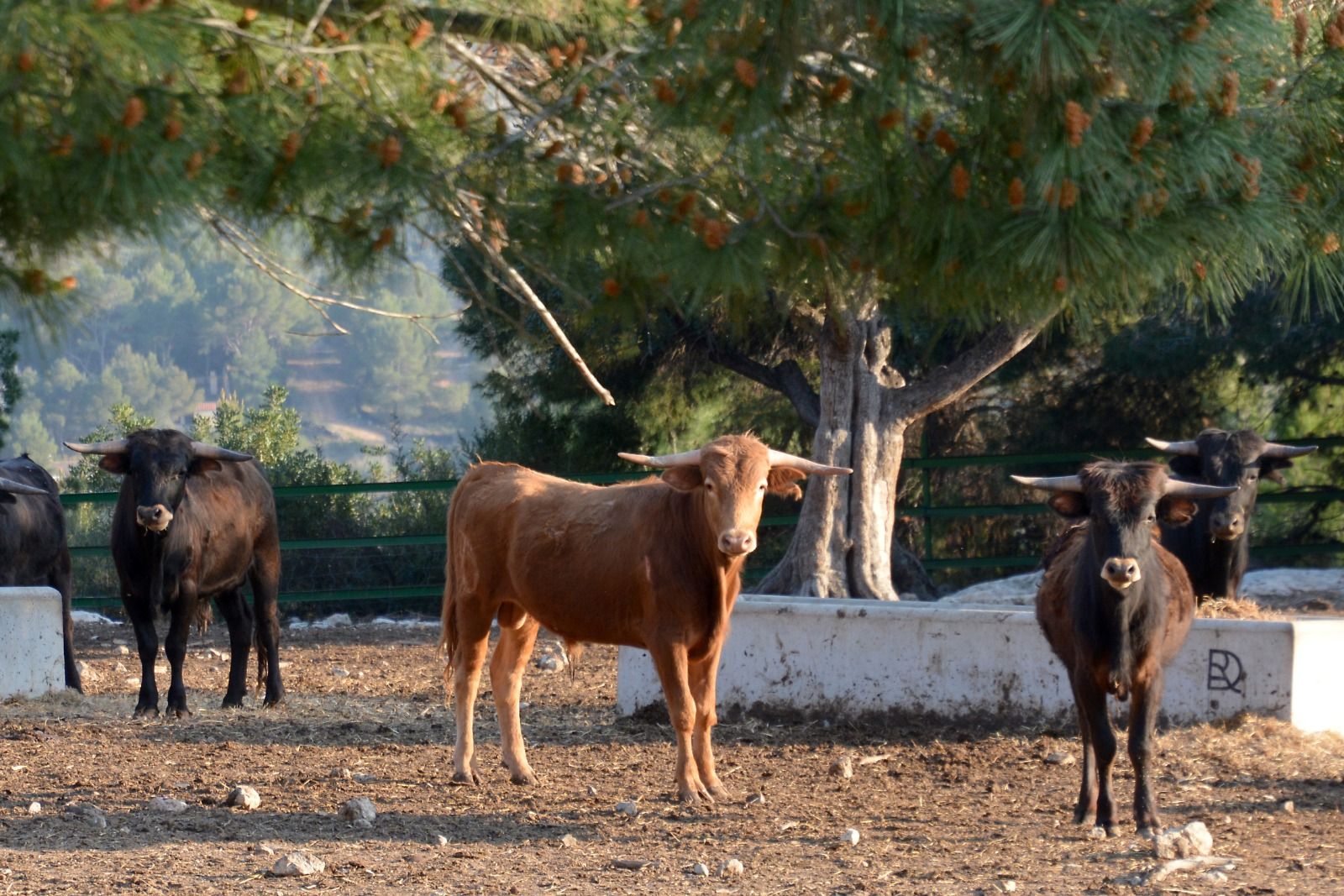 Naturaleza y plenitud: así viven los toros de la ganadería de Daniel Ramos