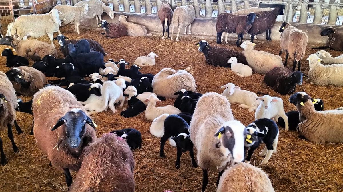 Ganadería de ovino en una explotación de Tábara