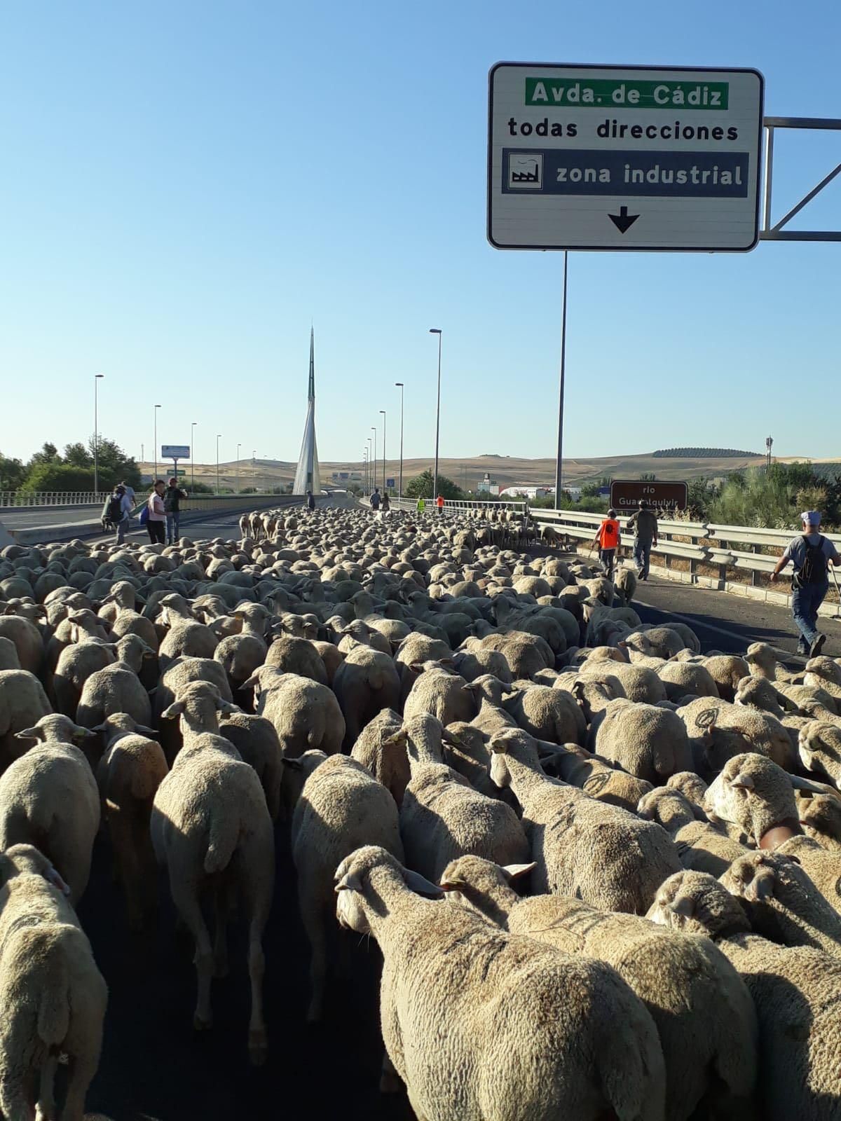 La trashumancia, aún viva a su paso por Córdoba